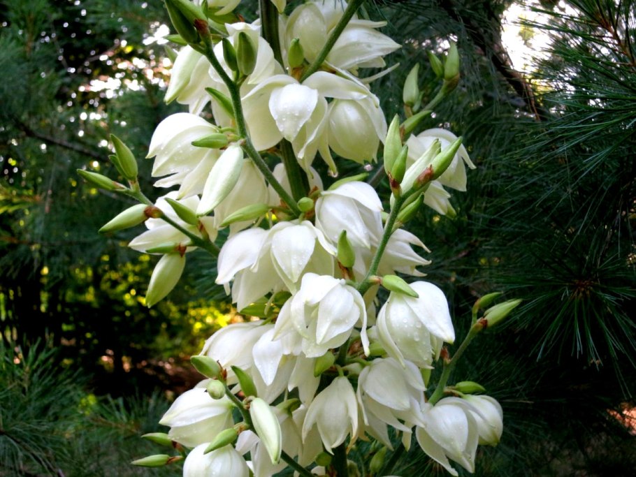 Юкка нитчатая (Yucca)
