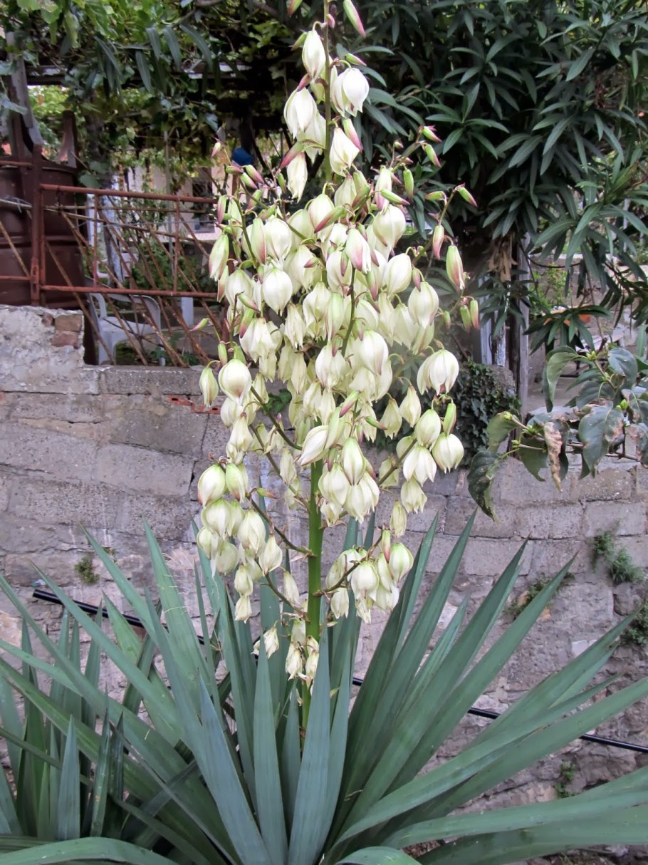 Юкка нитчатая (Yucca filamentosa)