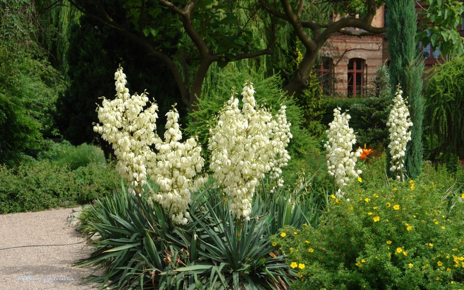 Юкка отвороченнолистная