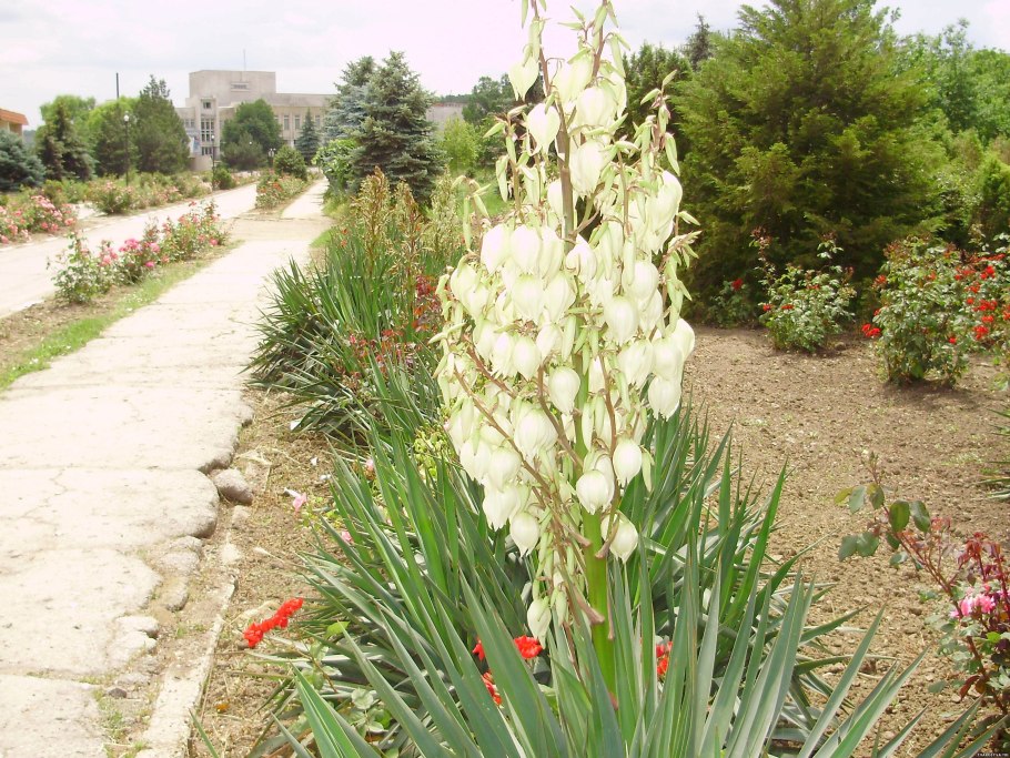 Юкка нитчатая Садовая