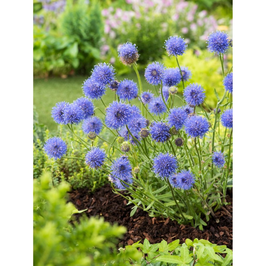 Как выглядит трава синюшка