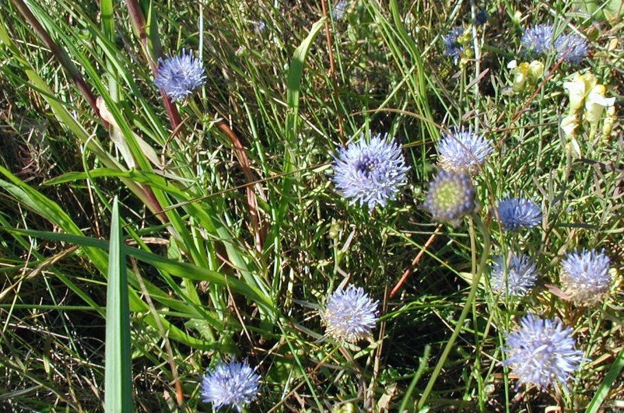 Букашник многолетний (Jasione laevis)