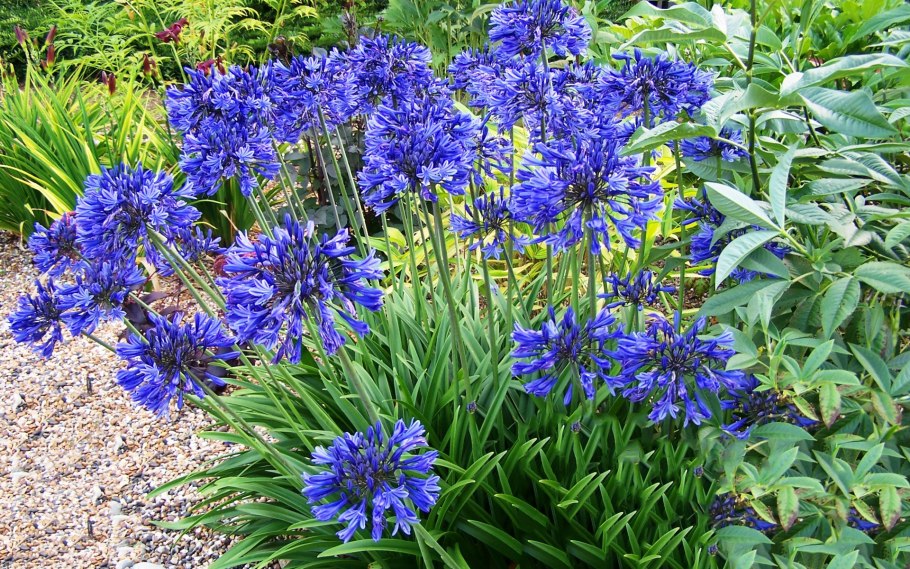 Букашник фото белый фон