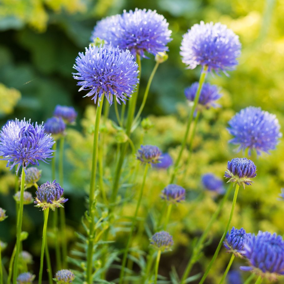 Букашник горный Вайт де Лима