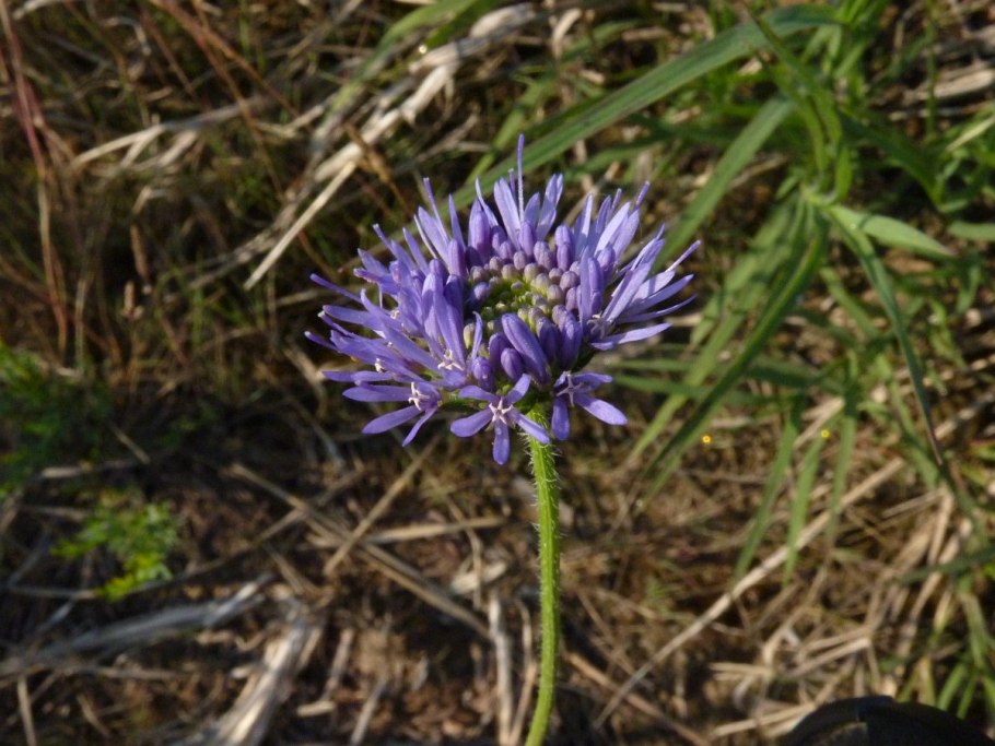 Букашник многолетний Blaulicht