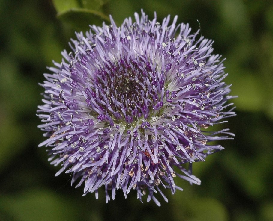 Букашник болгарский