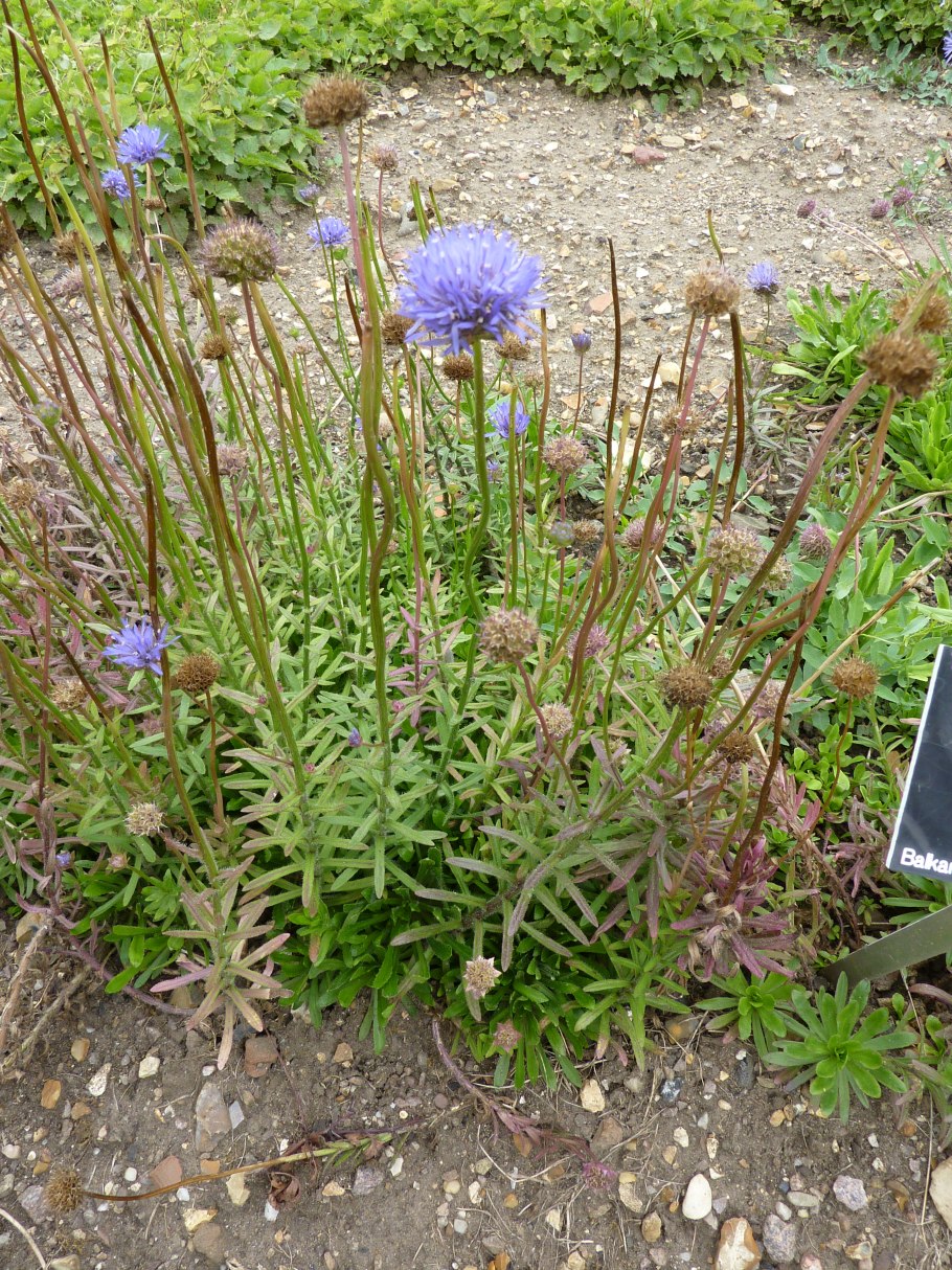 Букашник многолетний Блаулихт