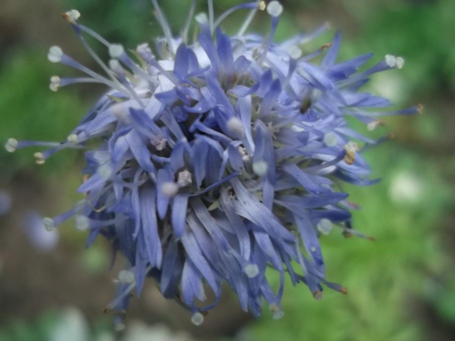 Букашник горный