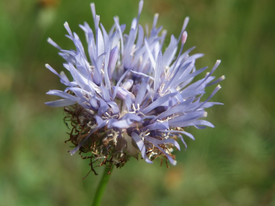 Globularia cordifolia