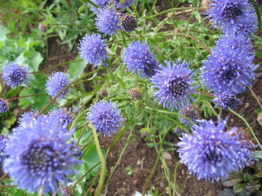 Букашник горный (Jasione Montana l.)