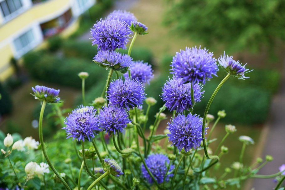 Букашник многолетний blaulicht