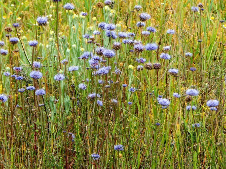 Лекарственная трава Букашник