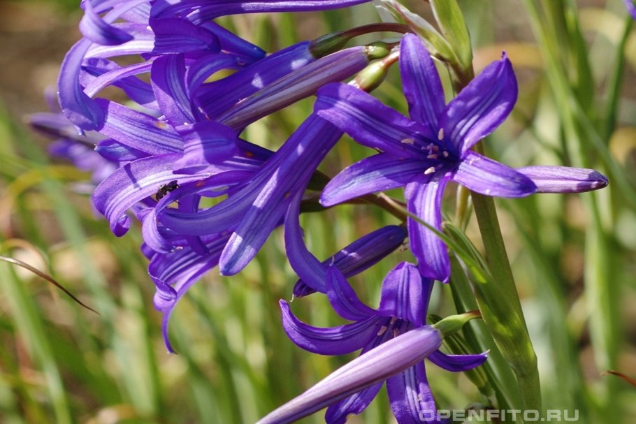 Букашник "Blaulicht"