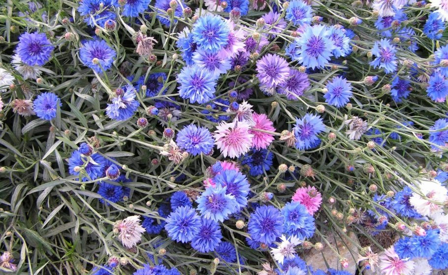 Букашник многолетний