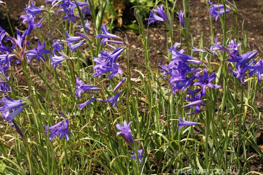 Лилия (Иксиолирион горный) Лавандовая Горная