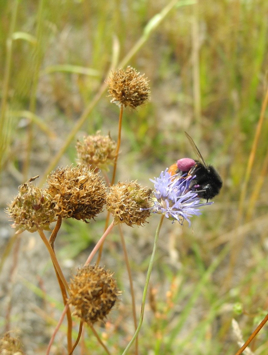 Букашник многолетний