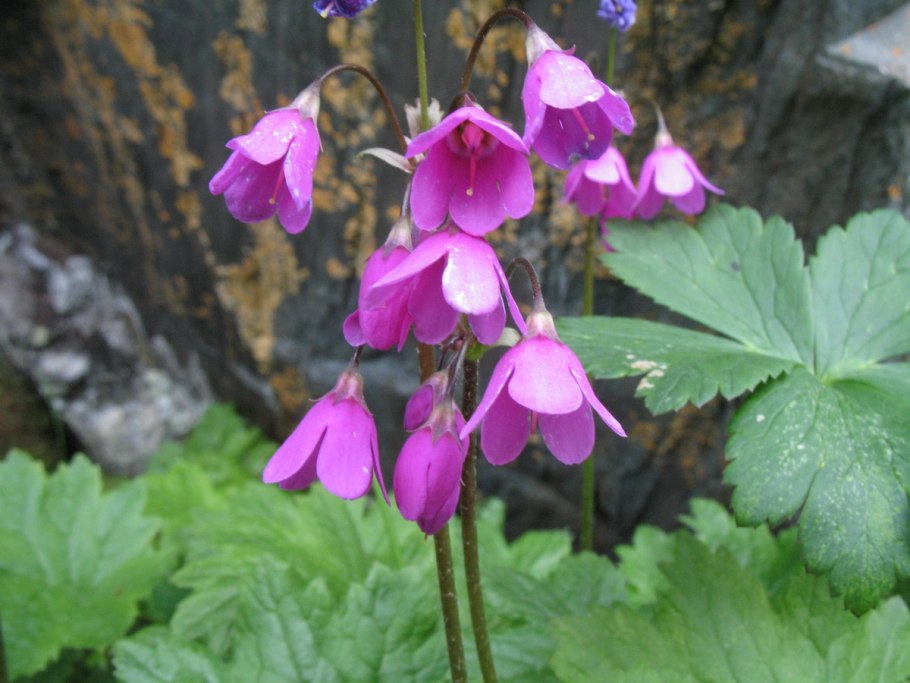 Cortusa matthioli Кортуза маттиоли