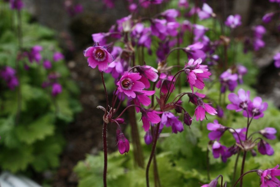 Cortusa matthioli Кортуза маттиоли