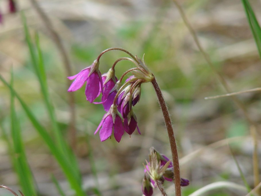 Кортуза Амурская