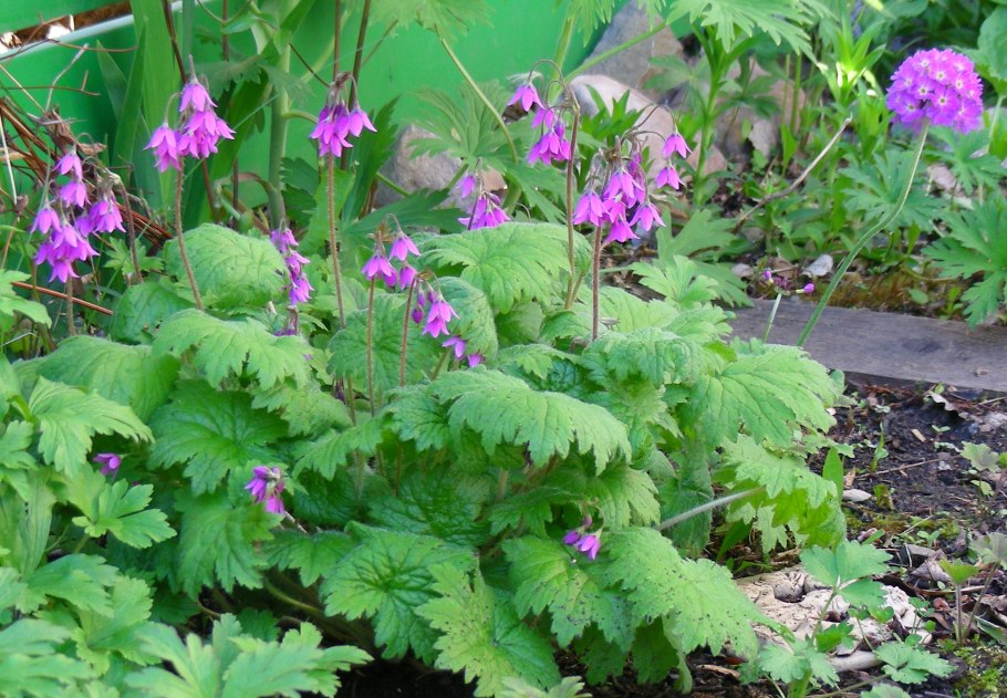 Кортуза Кавказская