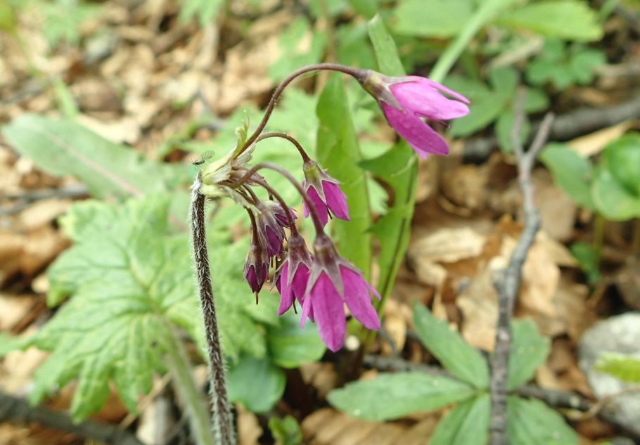 Кортуза маттиоли — Cortusa matthioli l.