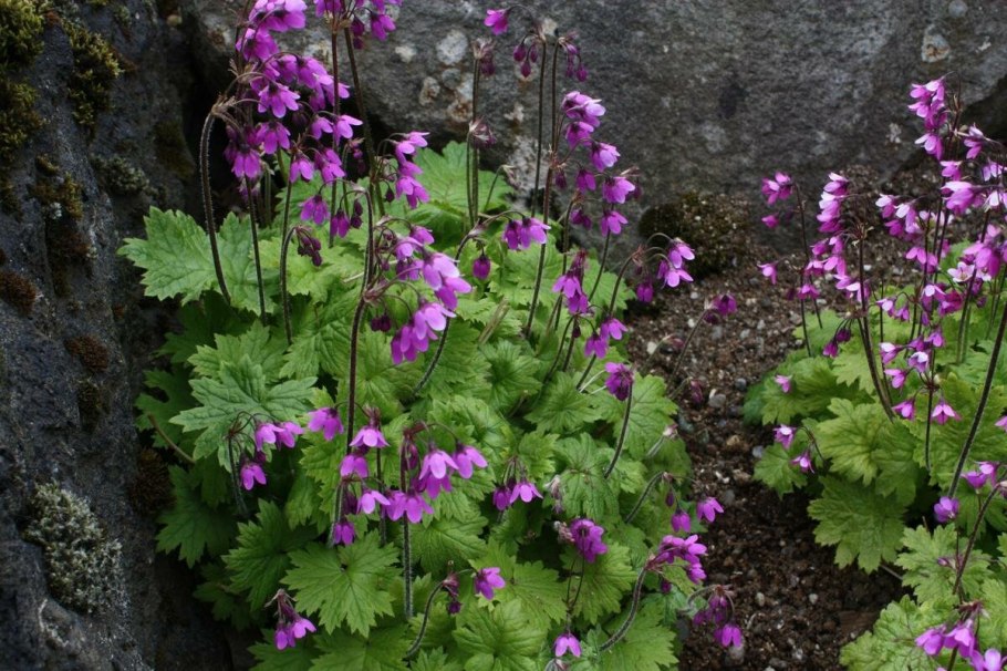 Кортуза пекинская