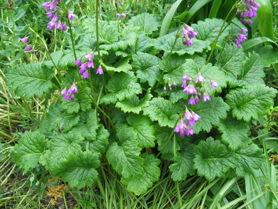 Дом Кортуза