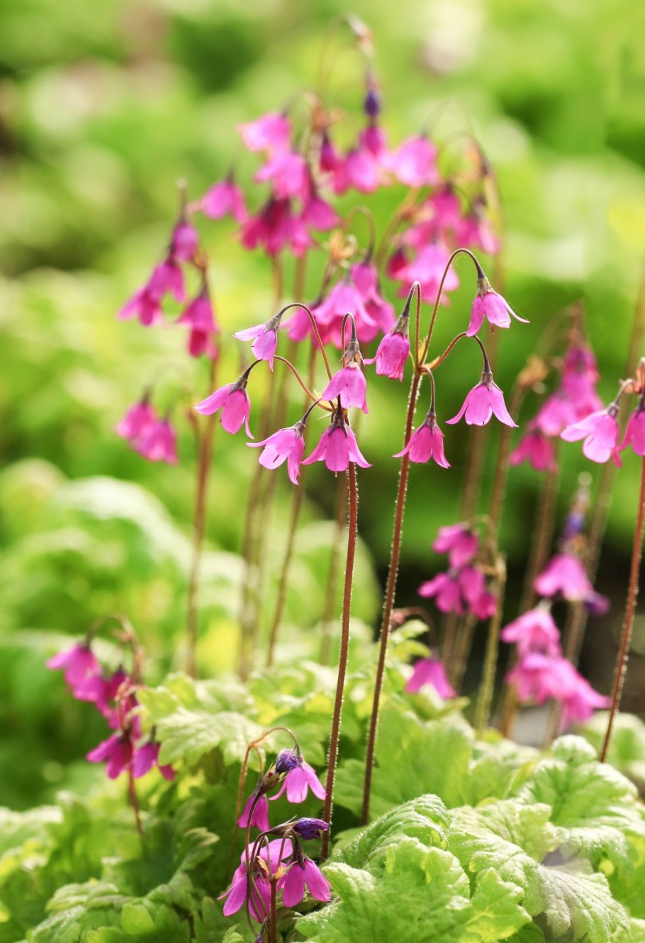 Кортуза Бротеруса