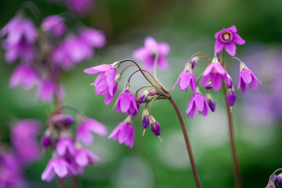Cortusa matthioli Кортуза маттиоли