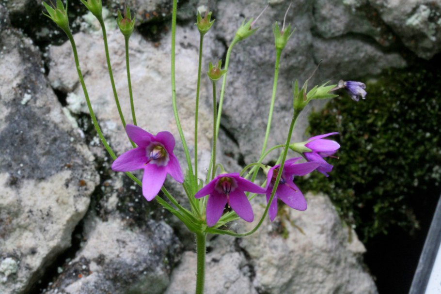 Кортуза маттиоли фото