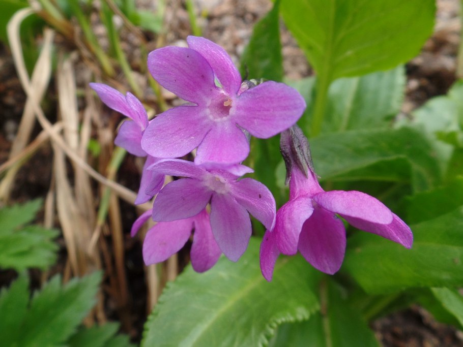 Берингийский первоцвет