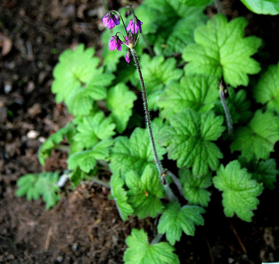 Примула гейхеролистная Primula heucherifolia