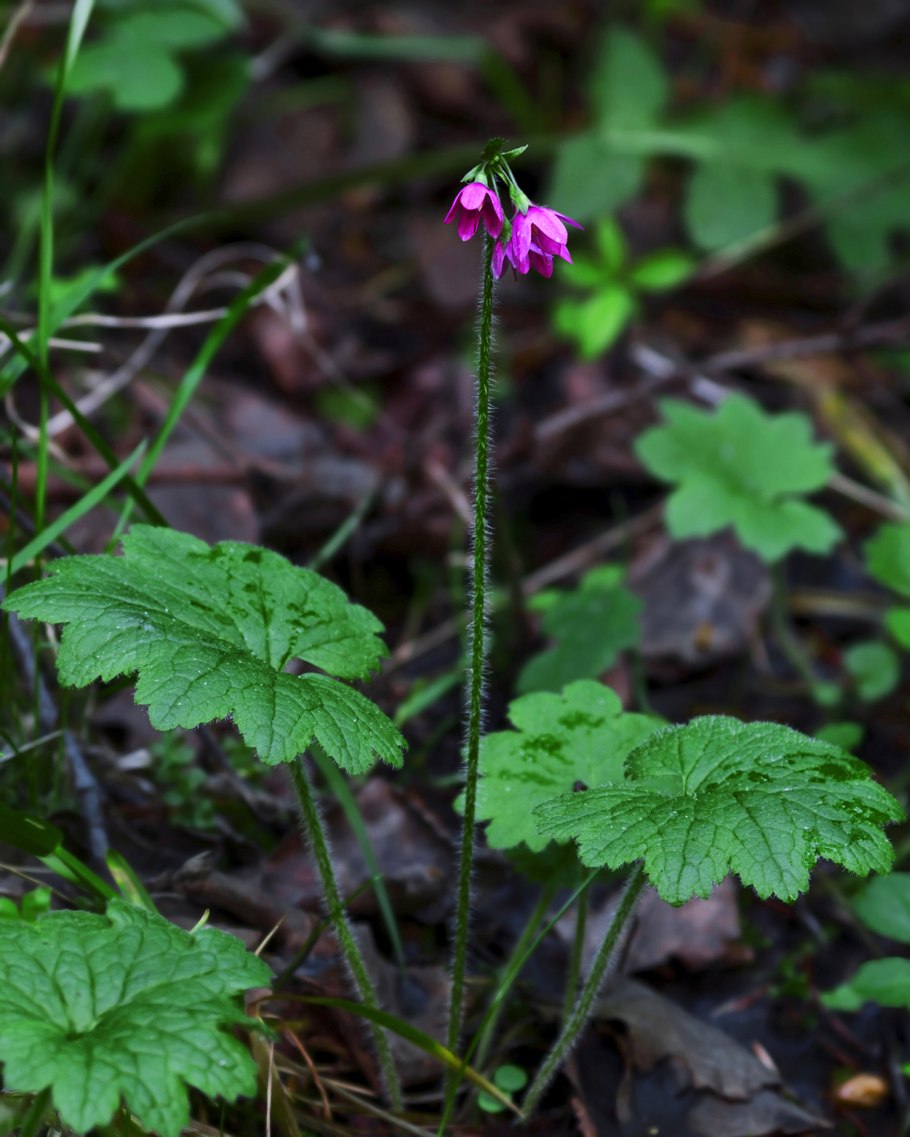 Растение Архангельской области для дачи фото