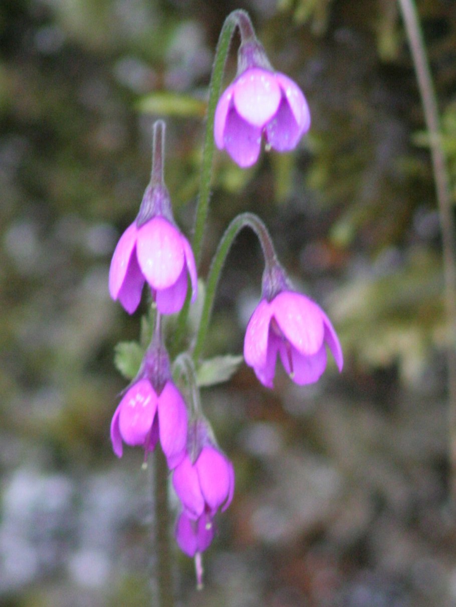 Cortusa matthioli Кортуза маттиоли