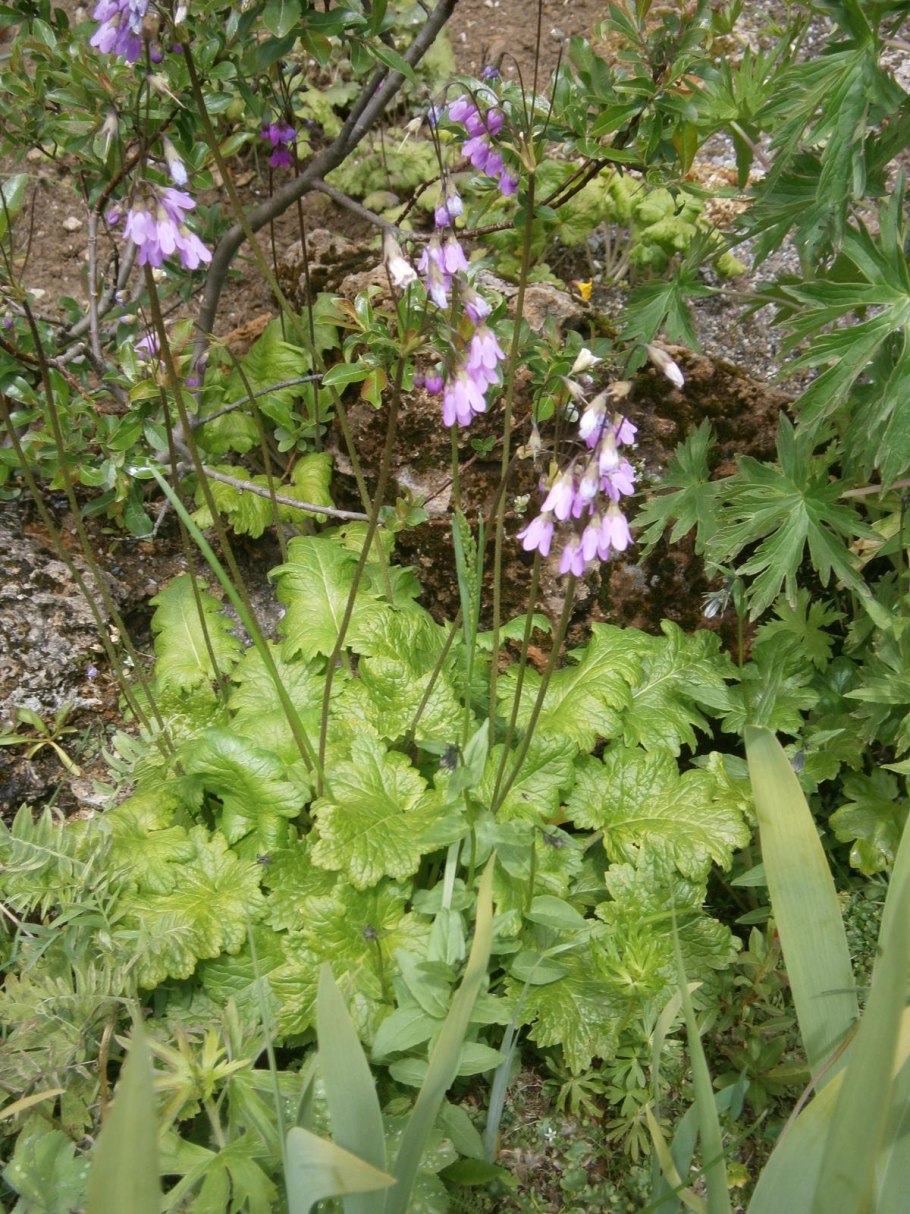 Цветы Абхазии занесены в красную книгу