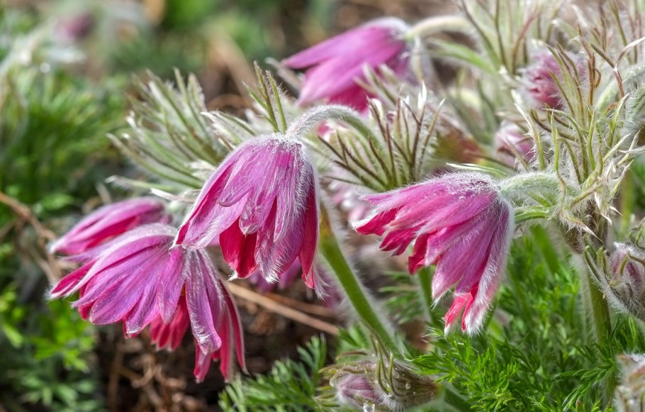 Кортуза маттиоли гербарий