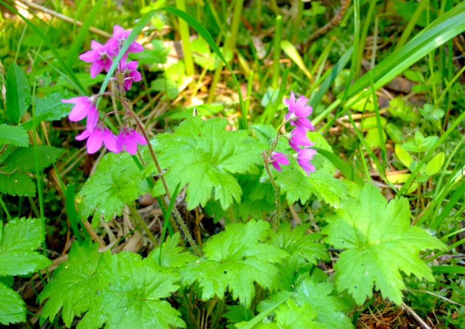 Кортуза Кавказская