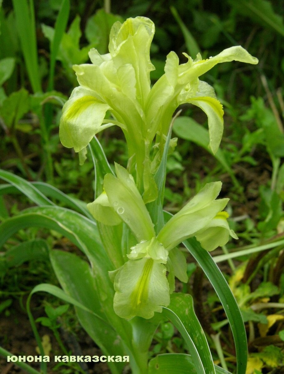 Хризантема гербарий