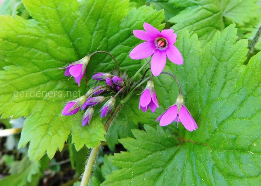 Кортуза Сибирская
