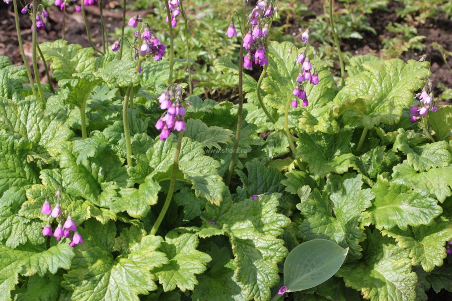 Кортуза маттиоли плод