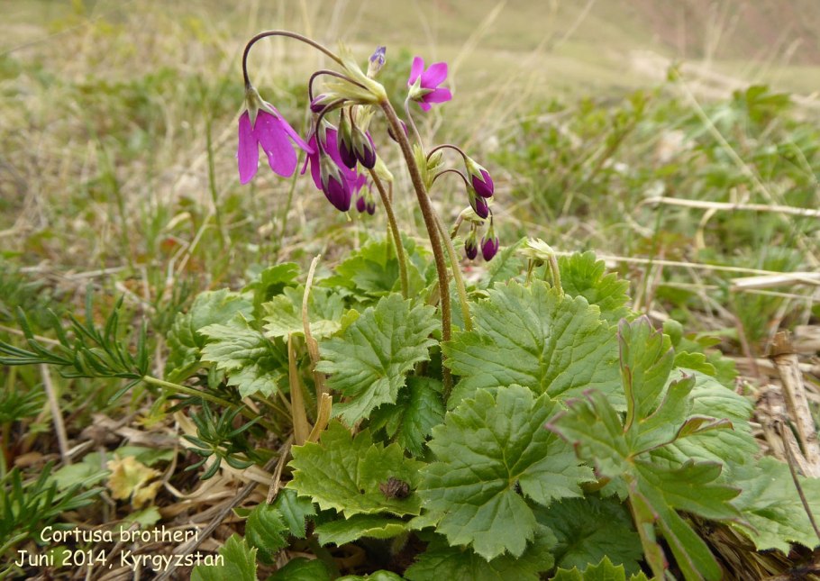 Кортуза маттиоли белая