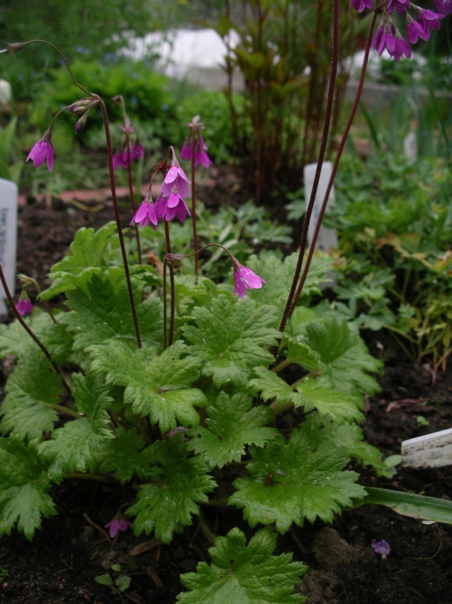 Кортуза Маттиоля