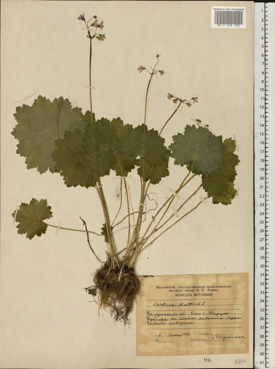Кортуза маттиоли гербарий
