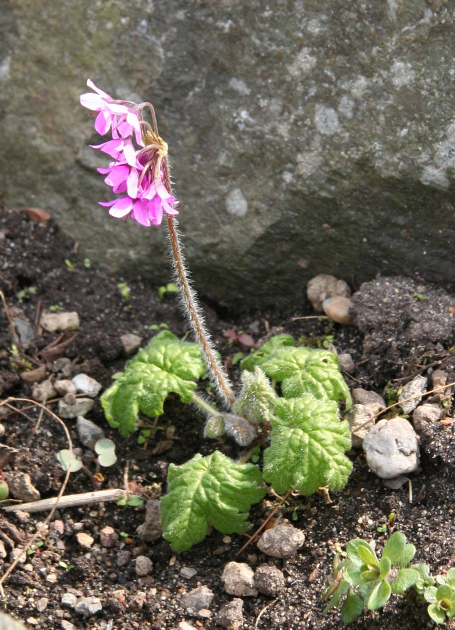 Кортуза Кавказская