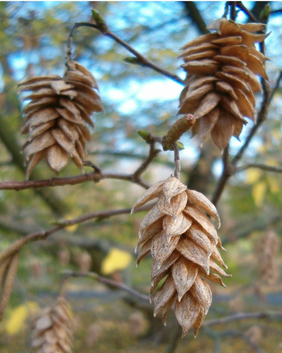 Граба восточного (Carpinus orientalis