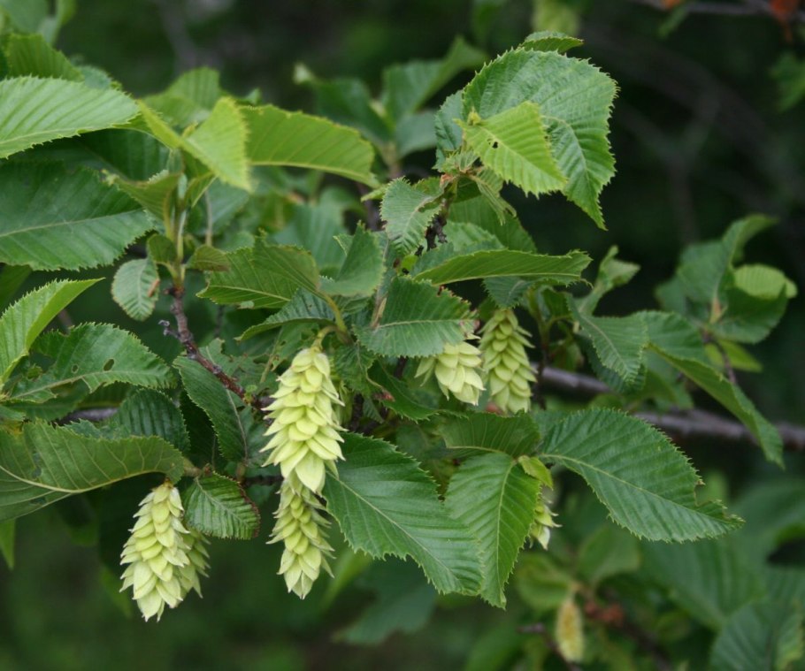 Ostrya carpinifolia