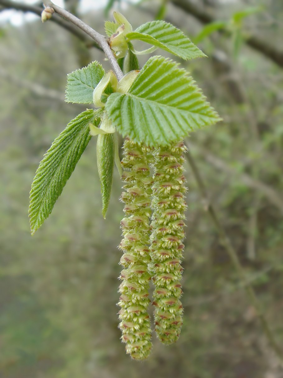 Ostrya virginiana