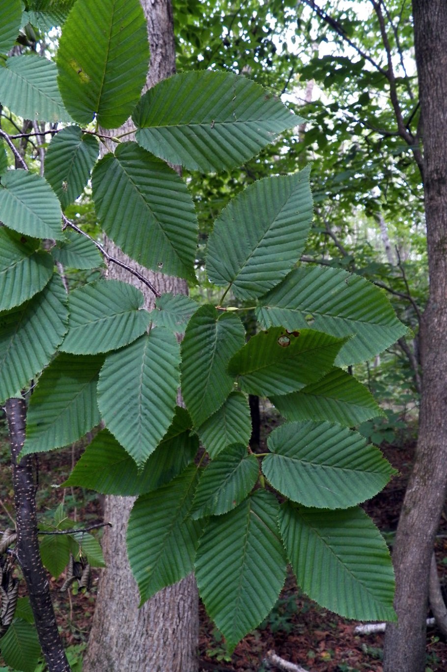 Ostrya carpinifolia 'Marja Findling'
