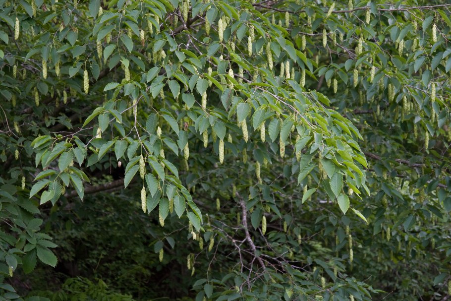 Хмелеграб граболистный (Ostrya carpinifolia)