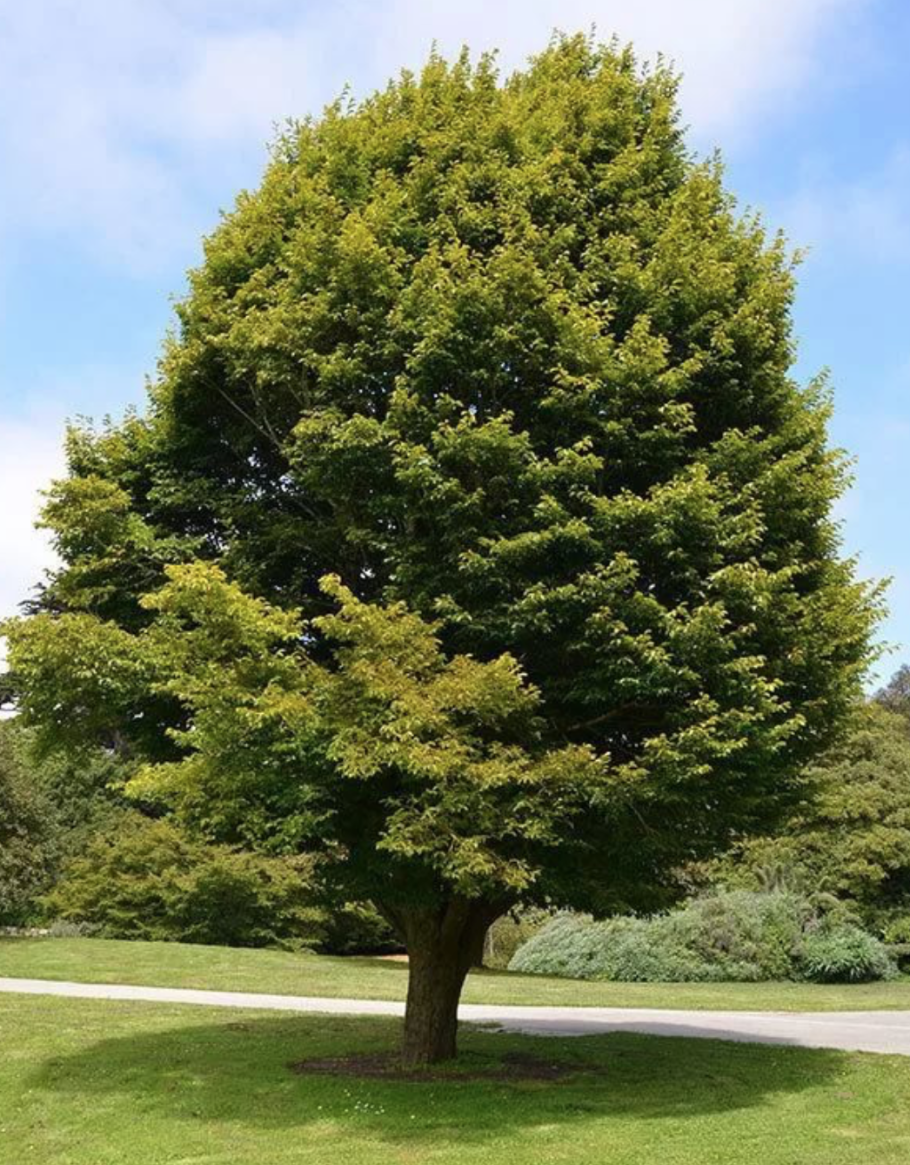 Carpinus cordata Yellow